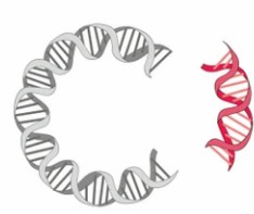 Nucleic Acid and Plasmid Analysis for Rare Diseases